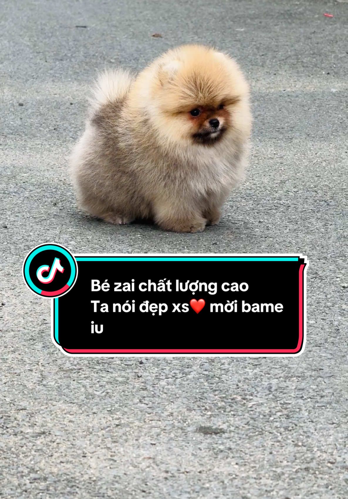 #phocsocthuanchung #Trạinhângiốngphốcsócthuầnchủng #phócsócteacup #phôcsocmini #pomeranian #pomeranianpuppy #pom #phốcsóc màu orange bé trai