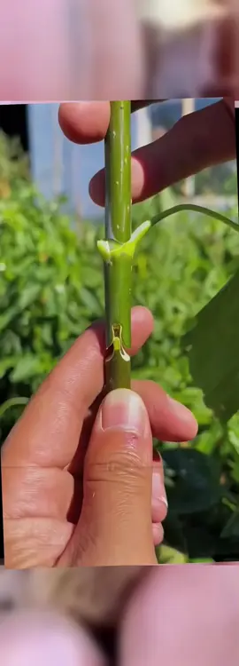 Garden Grafting Tool – Professional Pruning & Grafting Made Easy! 🌳✂ Perfect for Fruit Tree Lovers! A Must-Have Tool for Your Garden This Season! Get Yours NOW! 💚🍎 #GardenTools #Pruning #Grafting #FruitTreeLovers #HomeGarden #DIYGarden #ToolTime #FallGardening #GardenTips #TikTokMadeMeBuyIt 