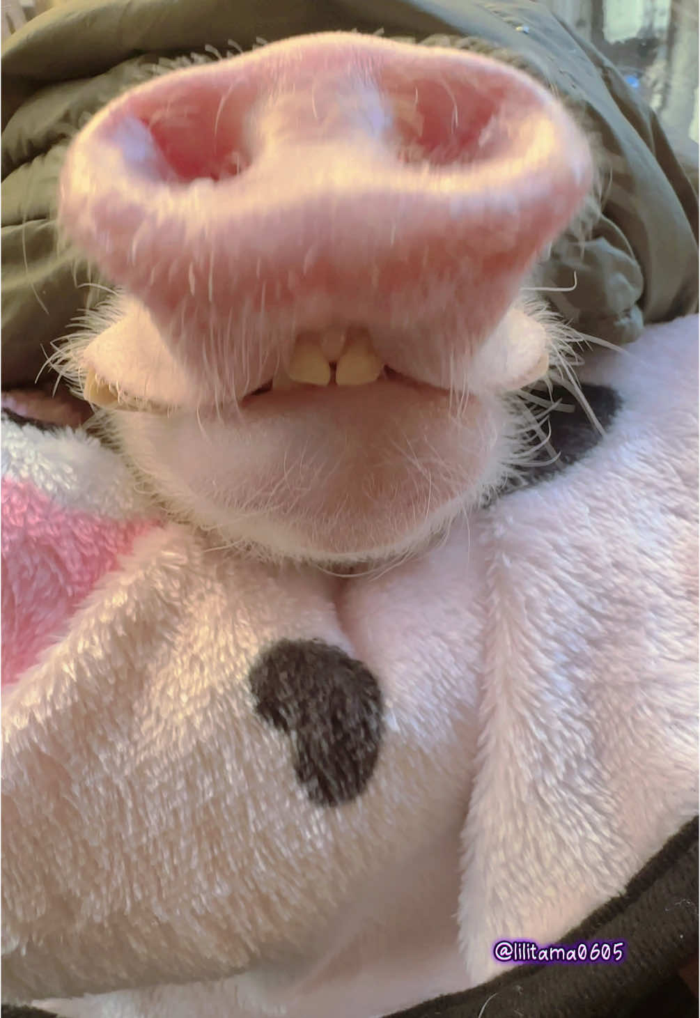 お鼻でダンスできるんだよ🐷☀️🫶 #マイクロブタ #micropig #pig #pet #レッちゃん #smartpet #adorable 