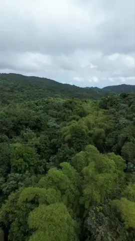 Uno de.los lugares más bellos que e visto en persona una cascada mágica subreal en Ciales Puerto Rico llamada Las Delicias.#cascada #djiavata2 #puertorico #lasdelicias 