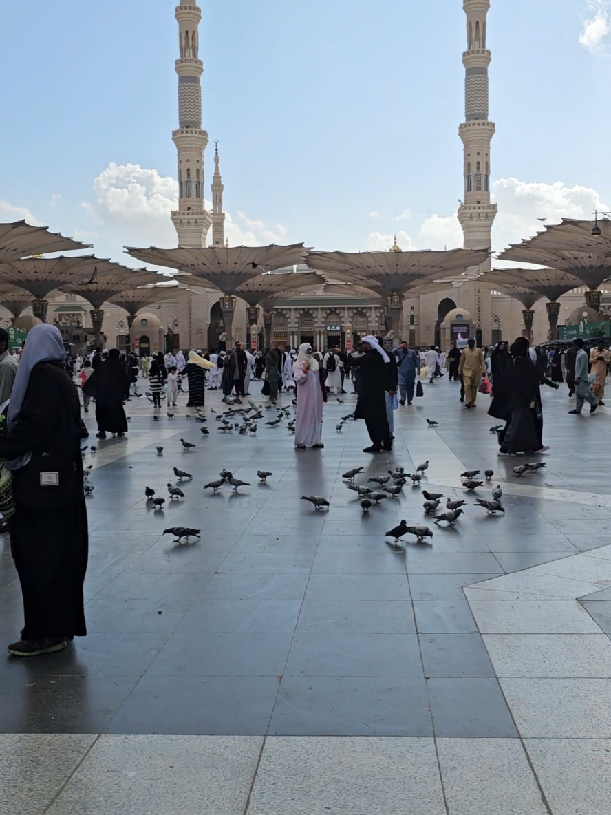 #masjidnabawi #madina #saudiarabia #makkahmadinah #🕋🕋🕋🕋🕋🤲🤲🤲 #❤️❤️❤️ #🇸🇦🇸🇦🇸🇦🇸🇦 #Allah #allahuakbar 