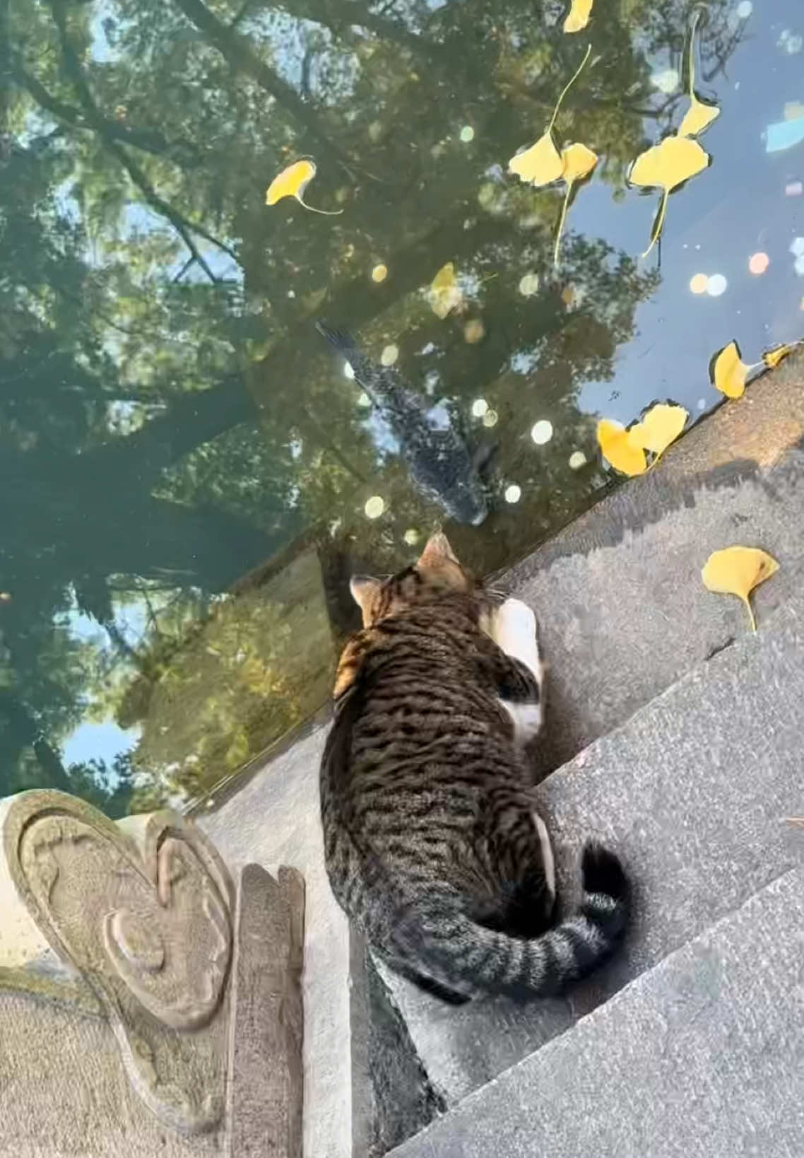 Kittens catch fish#fyp #cute #catsoftiktok #cats 