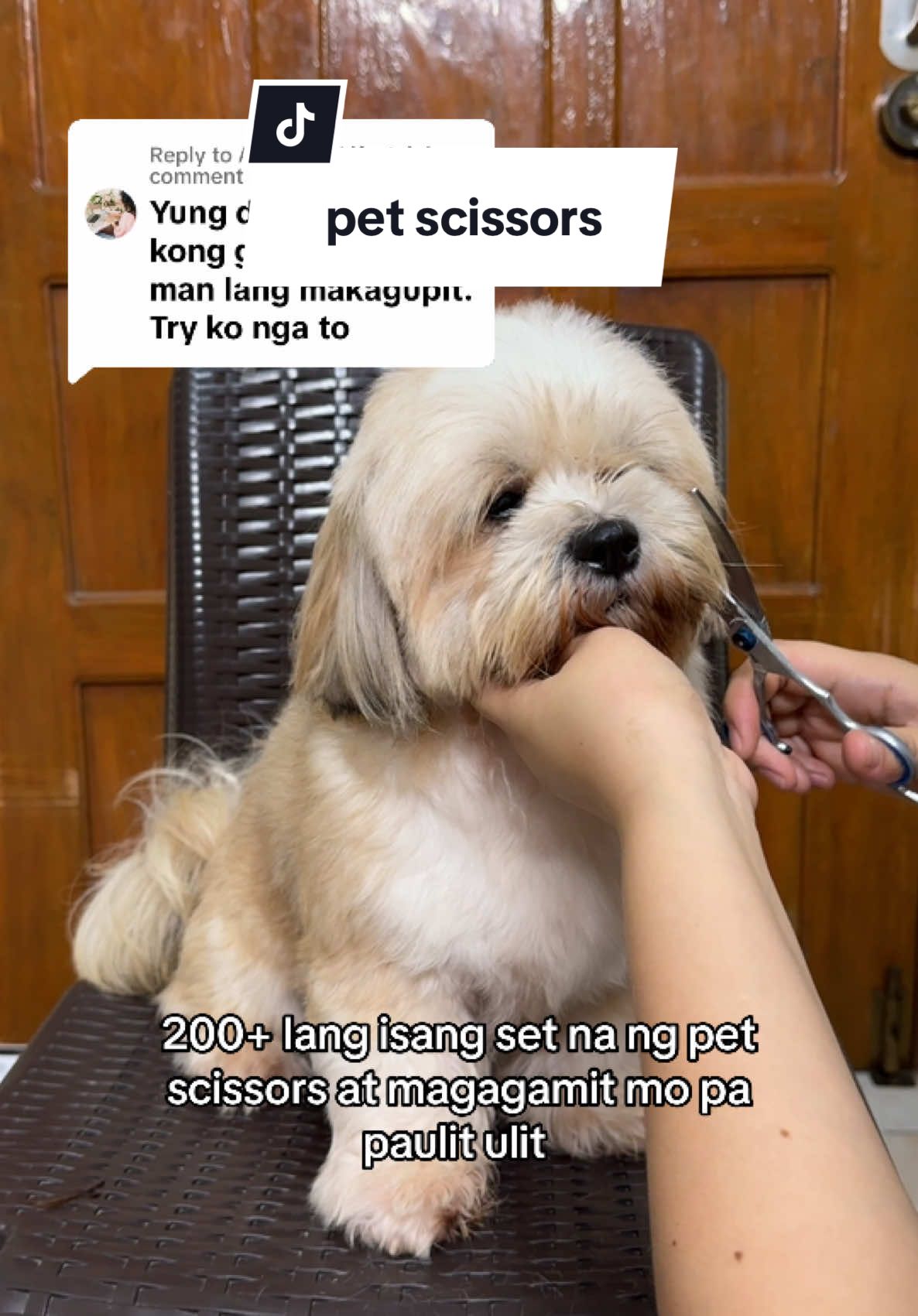 Replying to @Aesthetic Lifestyle ito magagamit mo pa ng maraming beses #petscissors #shihtzugrooming #scissorsset 