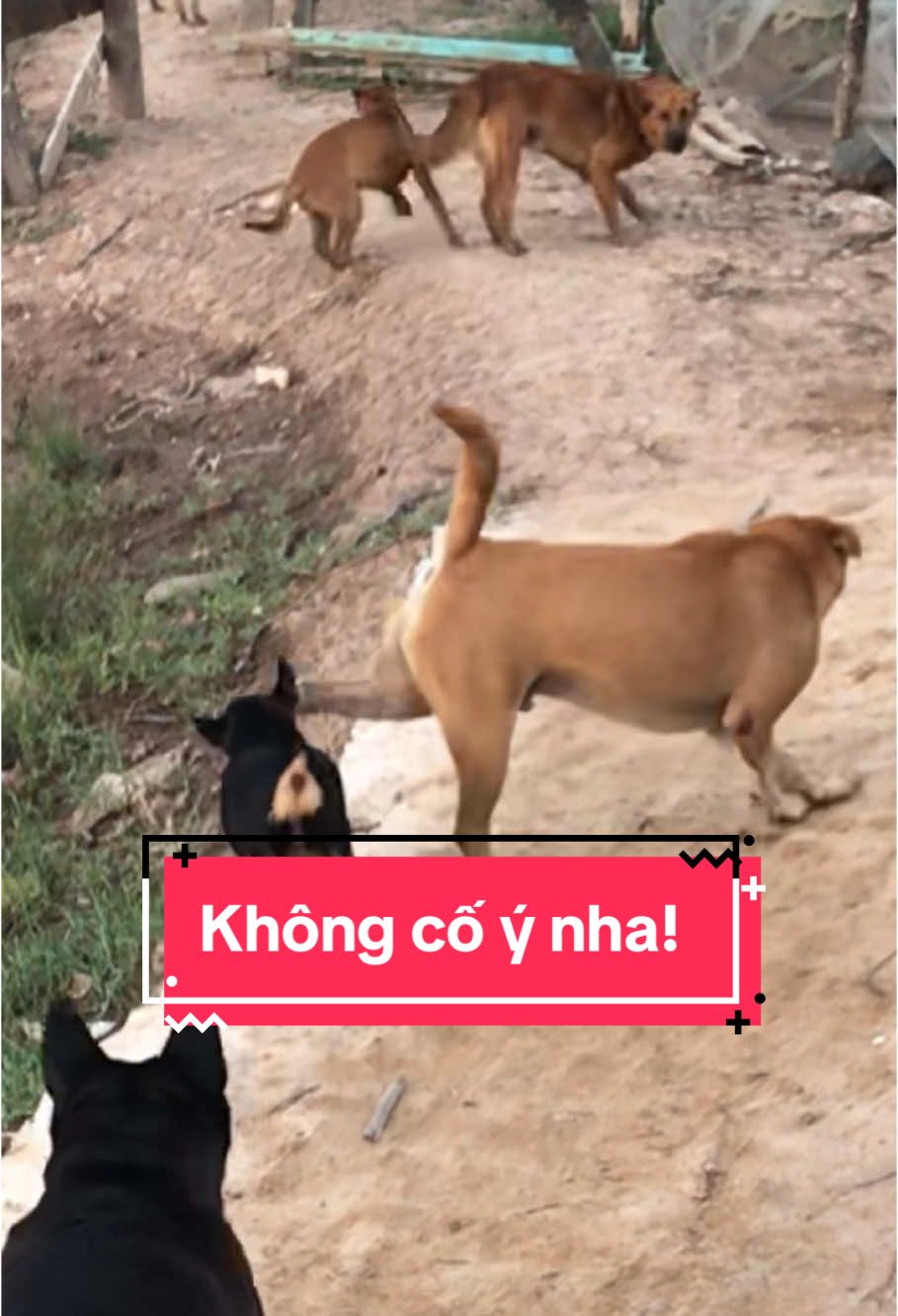 Suýt nữa thành thương binh rồi #chuyennhadeng 