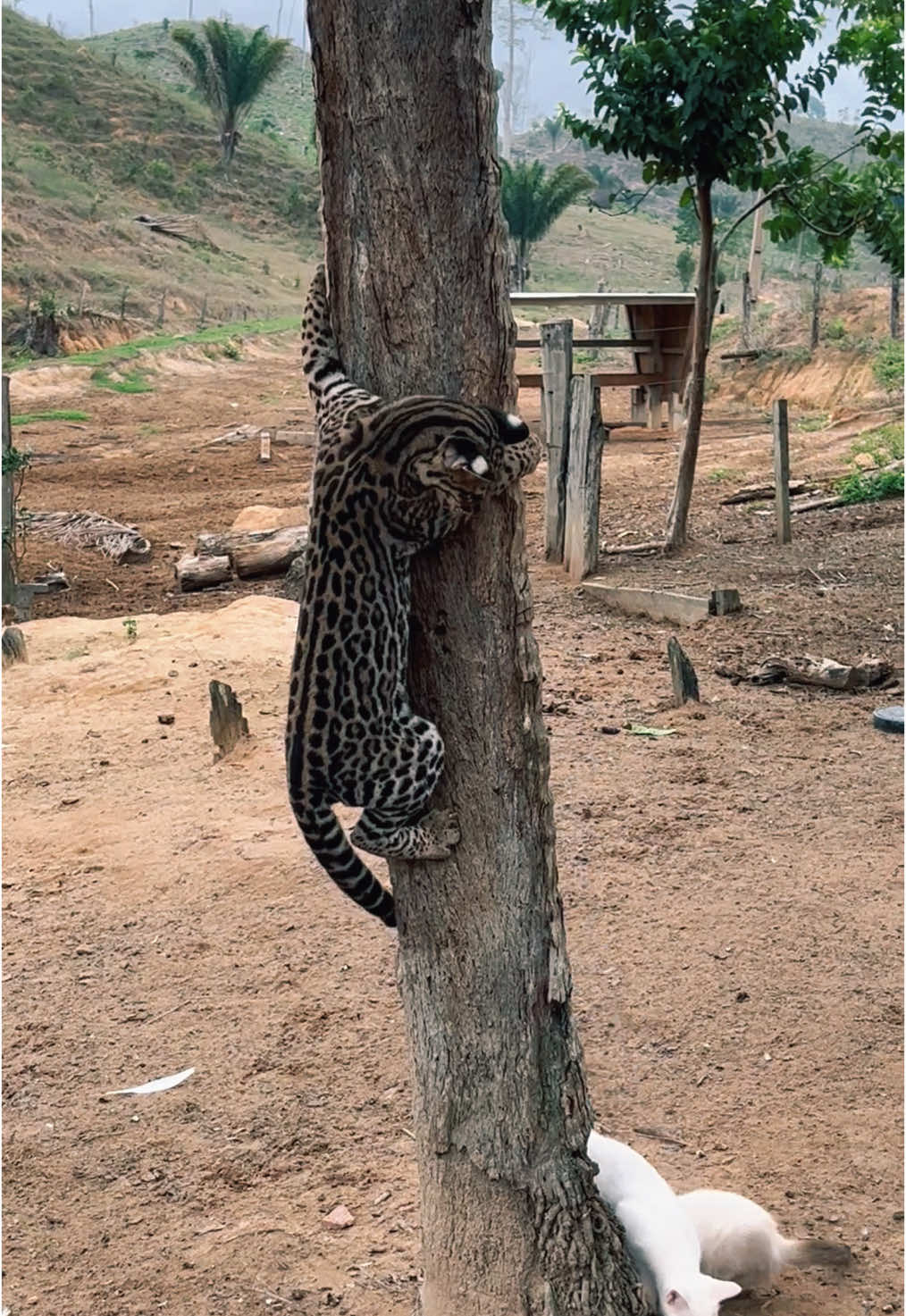 Depis que come ninguem quer nada 🌿🤦🏻‍♀️🐾🥰😂 