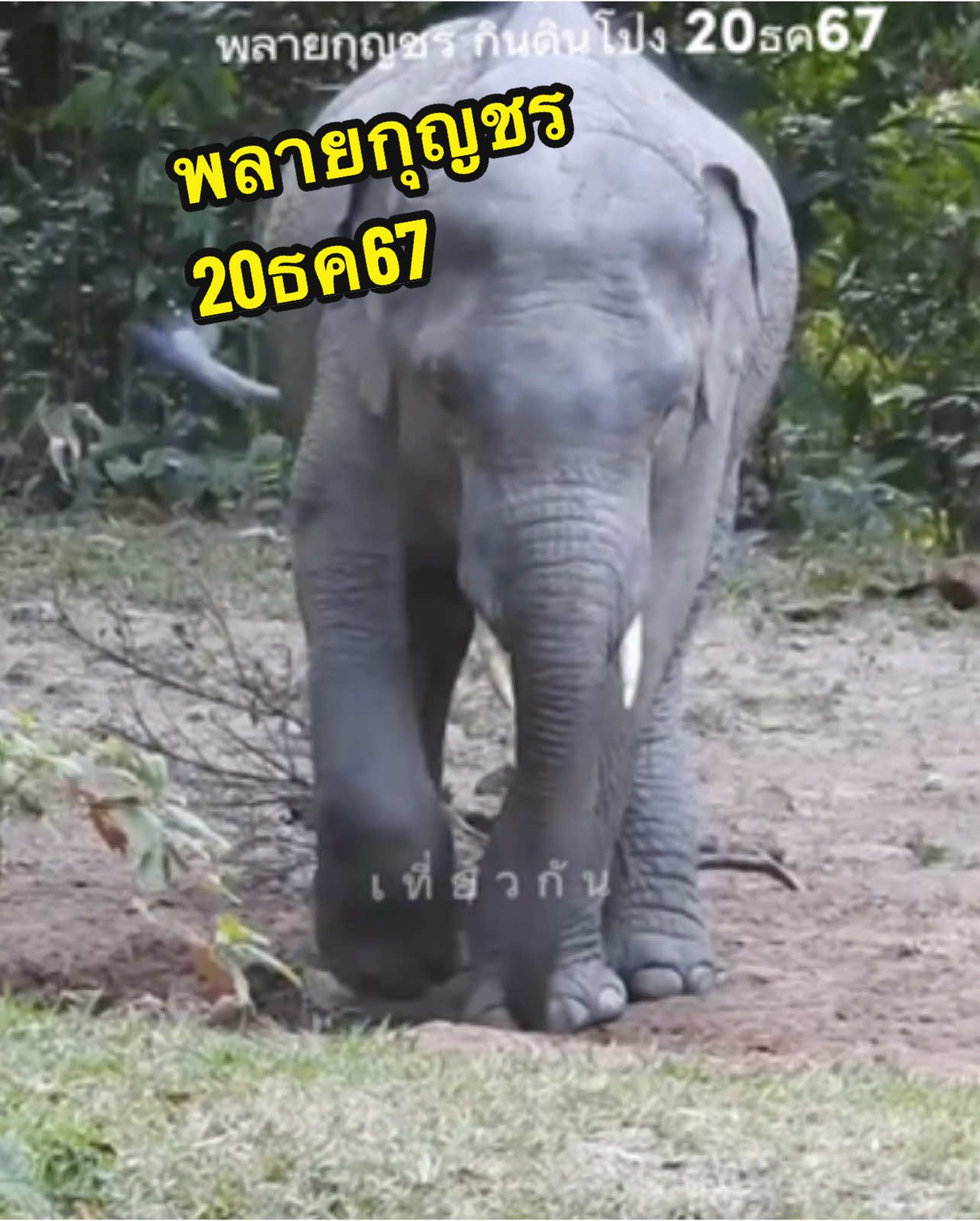 พลายกุญชร กินดินโป่ง 20ธค67 📸 จ่าลุย🙏🏻 #พลายกุญชร #เที่ยวกัน #wildelephants #elephant 