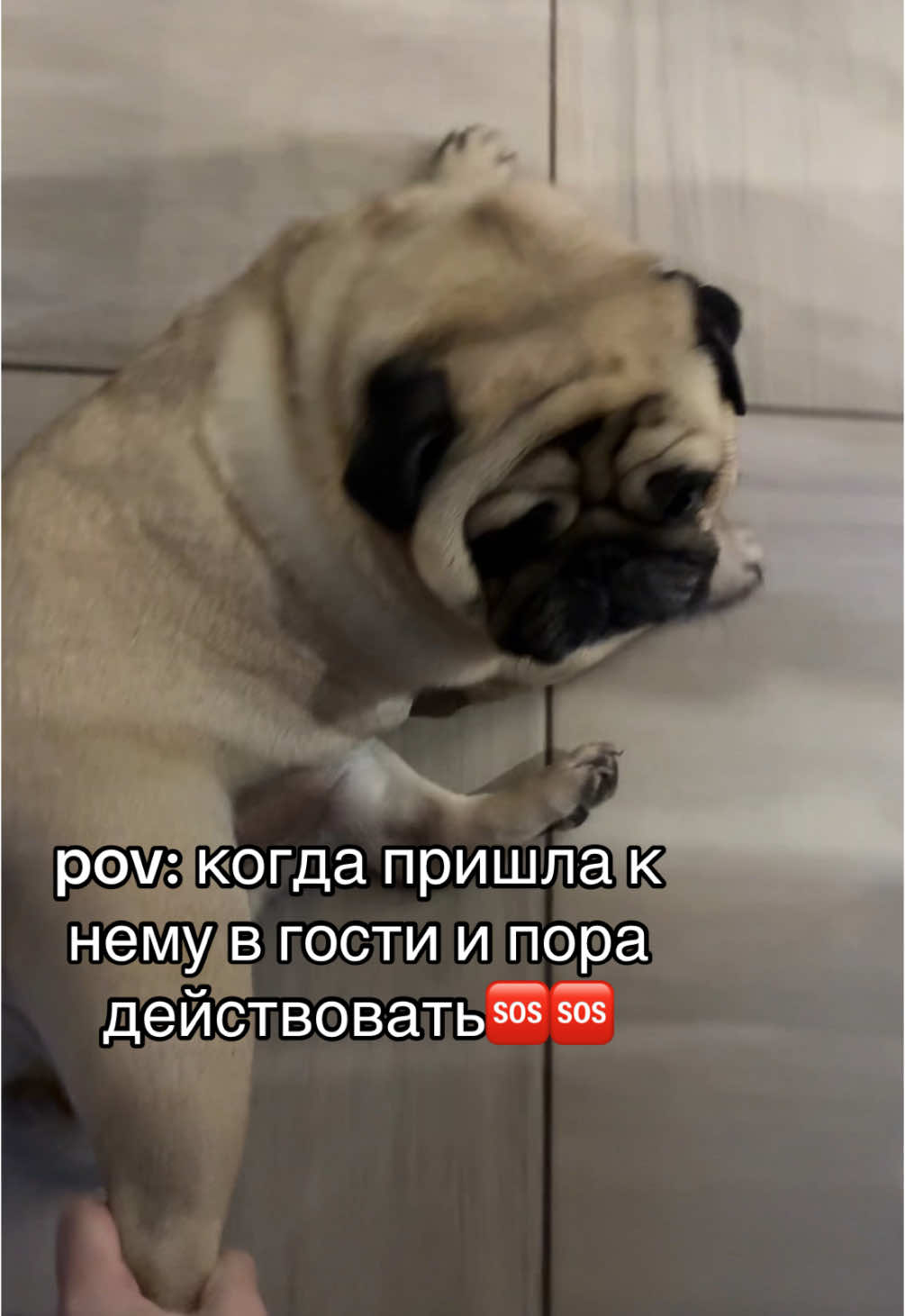 @Ssk_gleb4_ik он теперь со мной