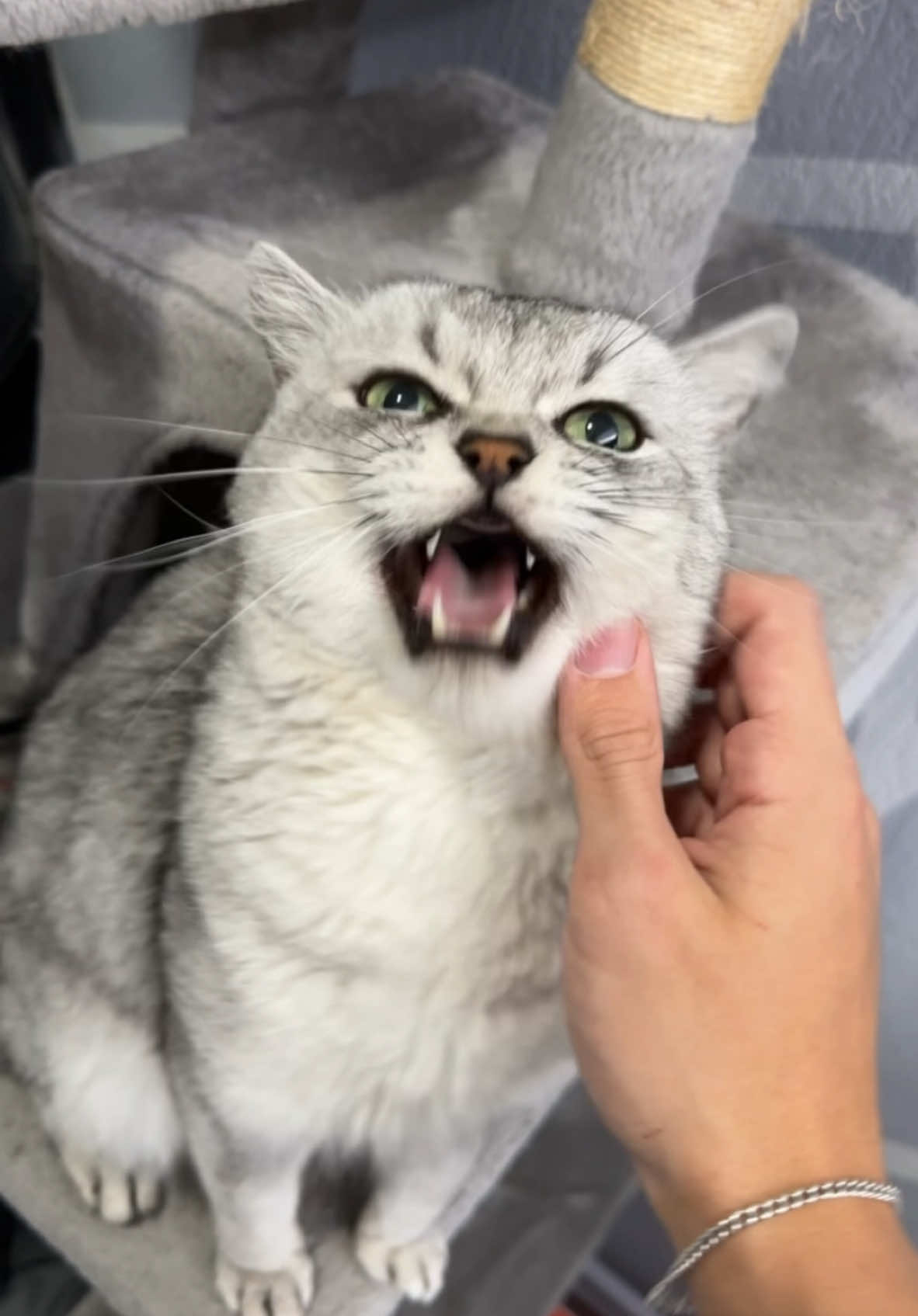 “NO, I’M EVIL KITTY”😂 #catsoftiktok