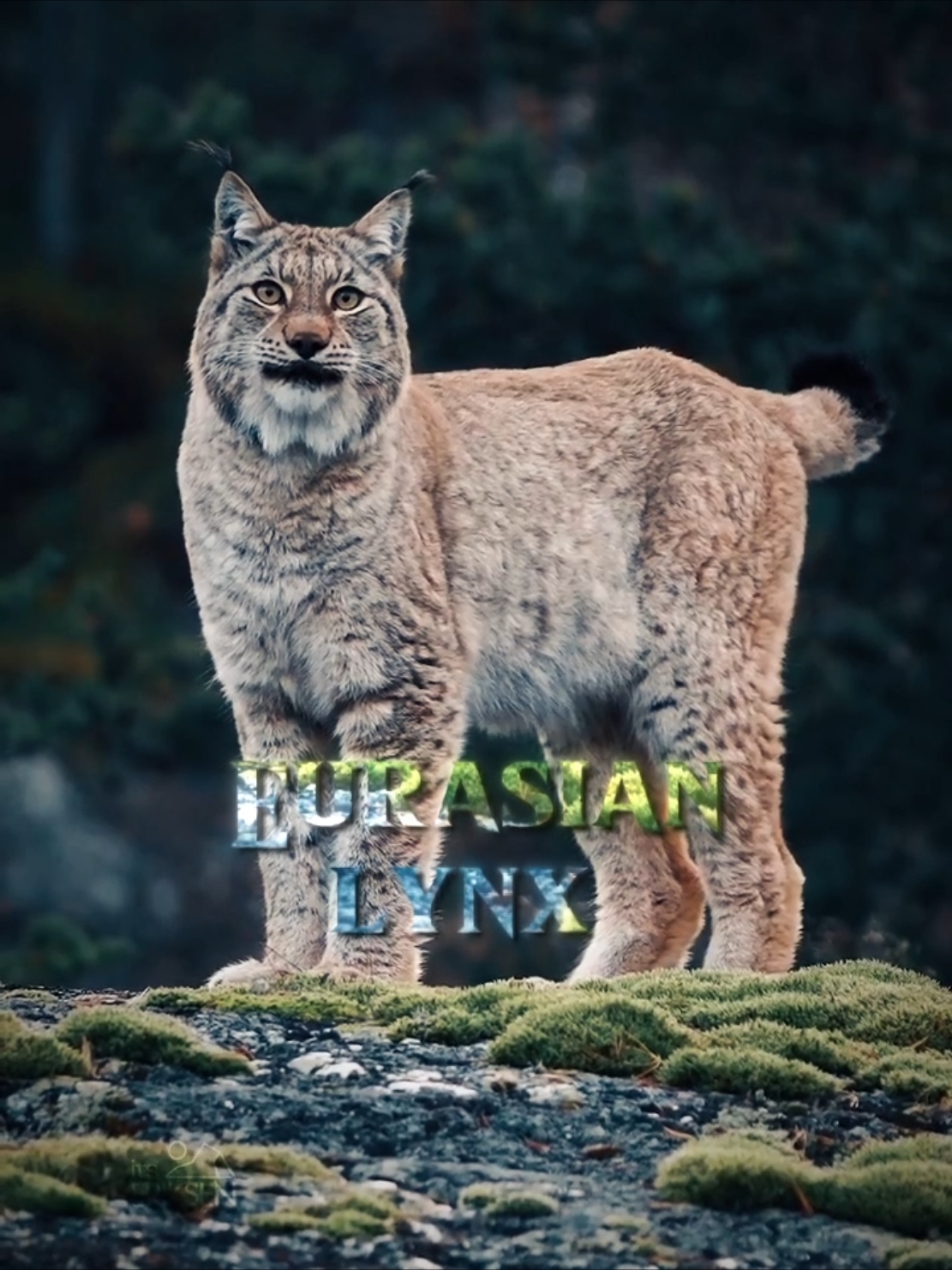 Big cat 🐱 #natural #fyp #eurasianlynx #animals #CapCut 