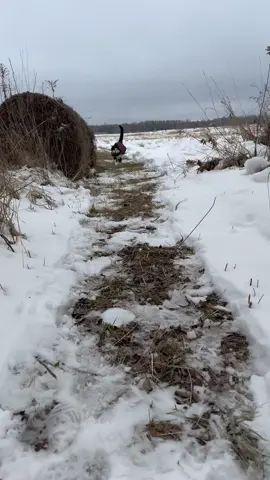 Meowdy purrtners. This is Jack Spicer’s first walk out to the field since being sick. He complained a lot for most of it, and it turned out he had to go to the bathroom but wasn’t sure where to go with all of the snow. P.S. Jack Spicer has a Patreon if you want to help support or follow. Link is in bio 😊  #cat #cattok #catlovers #cats #catsoftiktok #cutecat #catwalk #catwalks #catvideos #tuxedocat #kitty #catlover #kittycat 