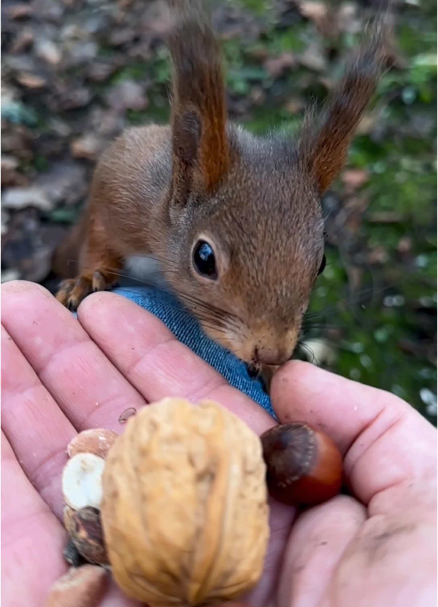 It's payday for this top squirrel model—choose wisely from the hand of snacks, little buddy! And the bird gets his share at the end. 🐿️💼✨ #Squirrel #Squirrels #squirrelsoftiktok #cuteanimalsoftiktok #Gothenburg #Sweden 