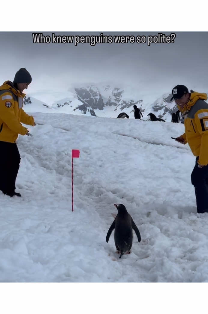 A polite penguin🐧☺️#penguin#animal#adorable#snow#couple#expedition##fyp 