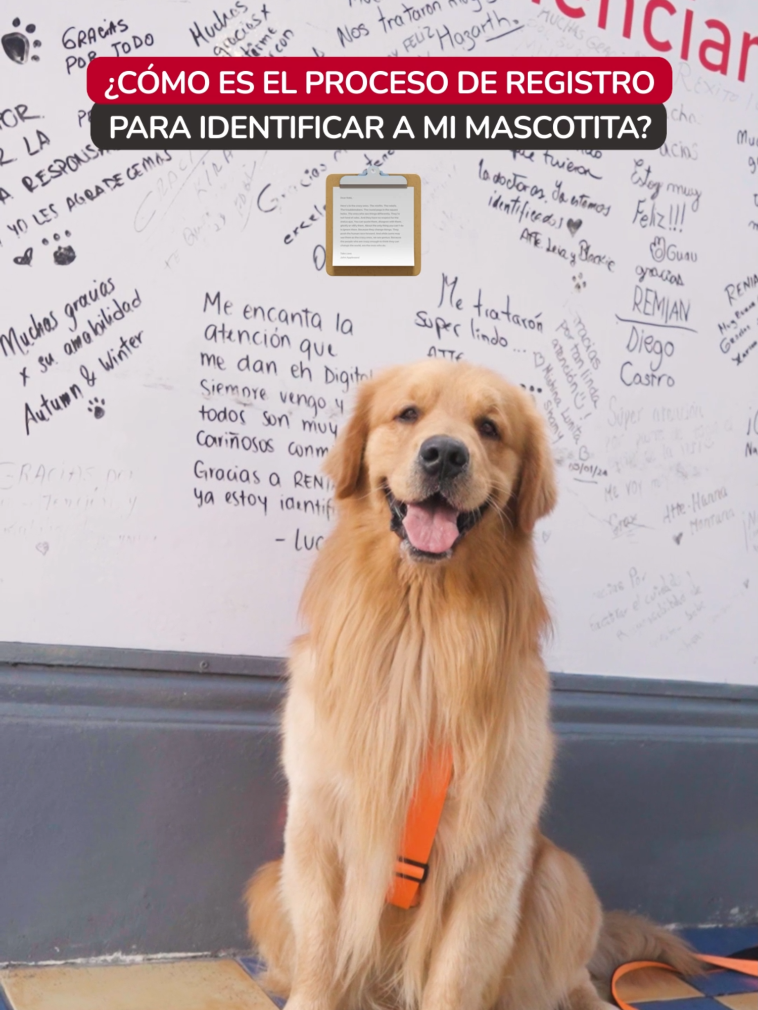 ❗REGISTRA A TU MASCOTA EN MENOS DE 15 MINUTOS❗🐱🐶 - ¡Asegura el bienestar de tu mascotita siempre y asi estar tranquilo porque pase lo que pase sabrás que él podrá volver a casa! - Recuerda que para conocer más de nuestro propósito puedes escribirnos y te ayudamos. 📲 Jesús María: +51923683933 - http://bit.ly/RENIAN . . . #Renian #Beneficios #Registroanimal #dni #RegistrodeMascotas