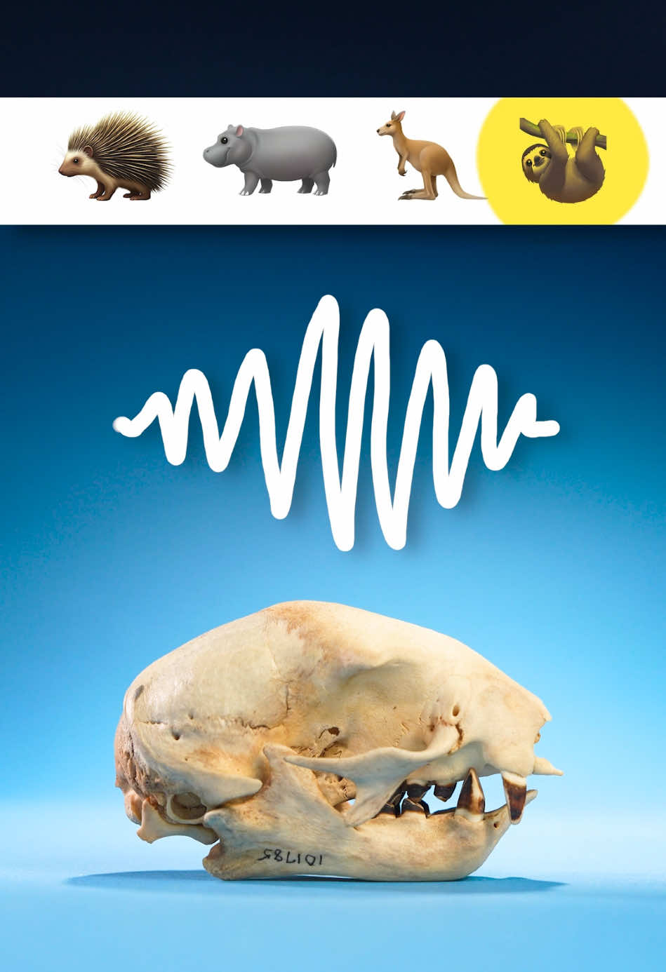 What sound do sloths make? It turns out, sloths make a specific vocalization when they are ready to find a partner. In this video, we compare that vocalization to the sounds that porcupines, hippos, and kangaroos make. #animals #science #LearnOnTikTok   Specimen use made possible by the University of Michigan Museum of Zoology