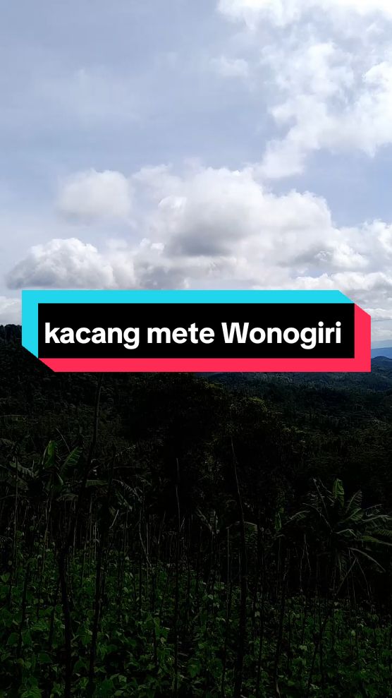 kacang mete Wonogiri 1KG utuh matang #kacangmete #kacangmetewonogiri #kacangmetegoreng #kacang #mete 