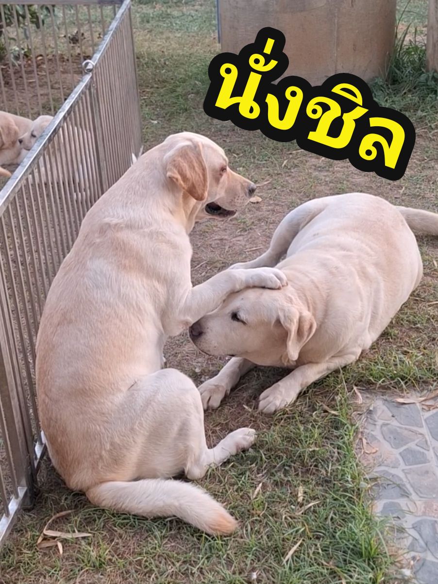 พาเด็กๆมาเดินเล่นกันค้าบ #fyp #ฟีด #ฟีดดดシ #labrador #labradorretriever #ลาบราดอร์รีทรีฟเวอร์ #ลาบราดอร์ #ลาบราดอร์หมาตลก #ลาบราดอร์แท้ #หมาตลก #หมาน่ารัก #หมา 