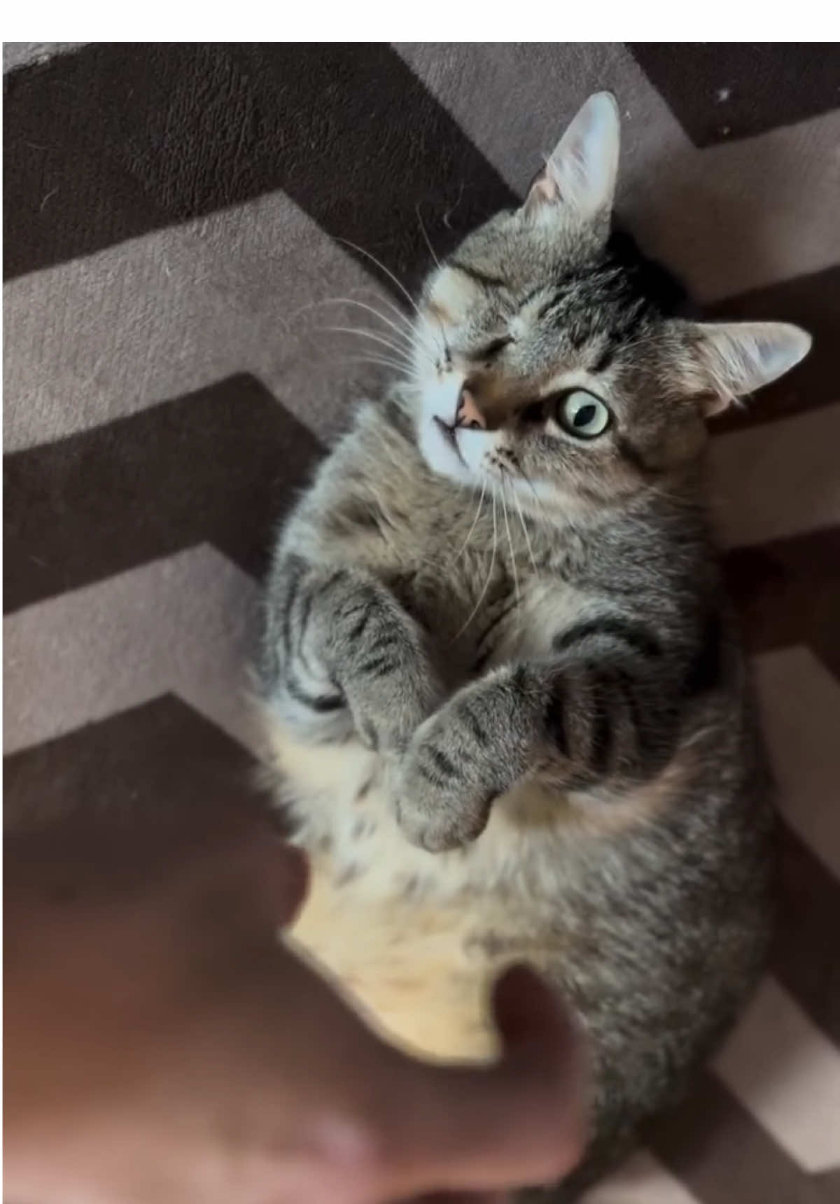 Ed è subito…😂 #jackdna #cat #catlover #cutecat #funnycat 