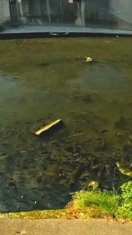 creative fishing ideas #fyp 