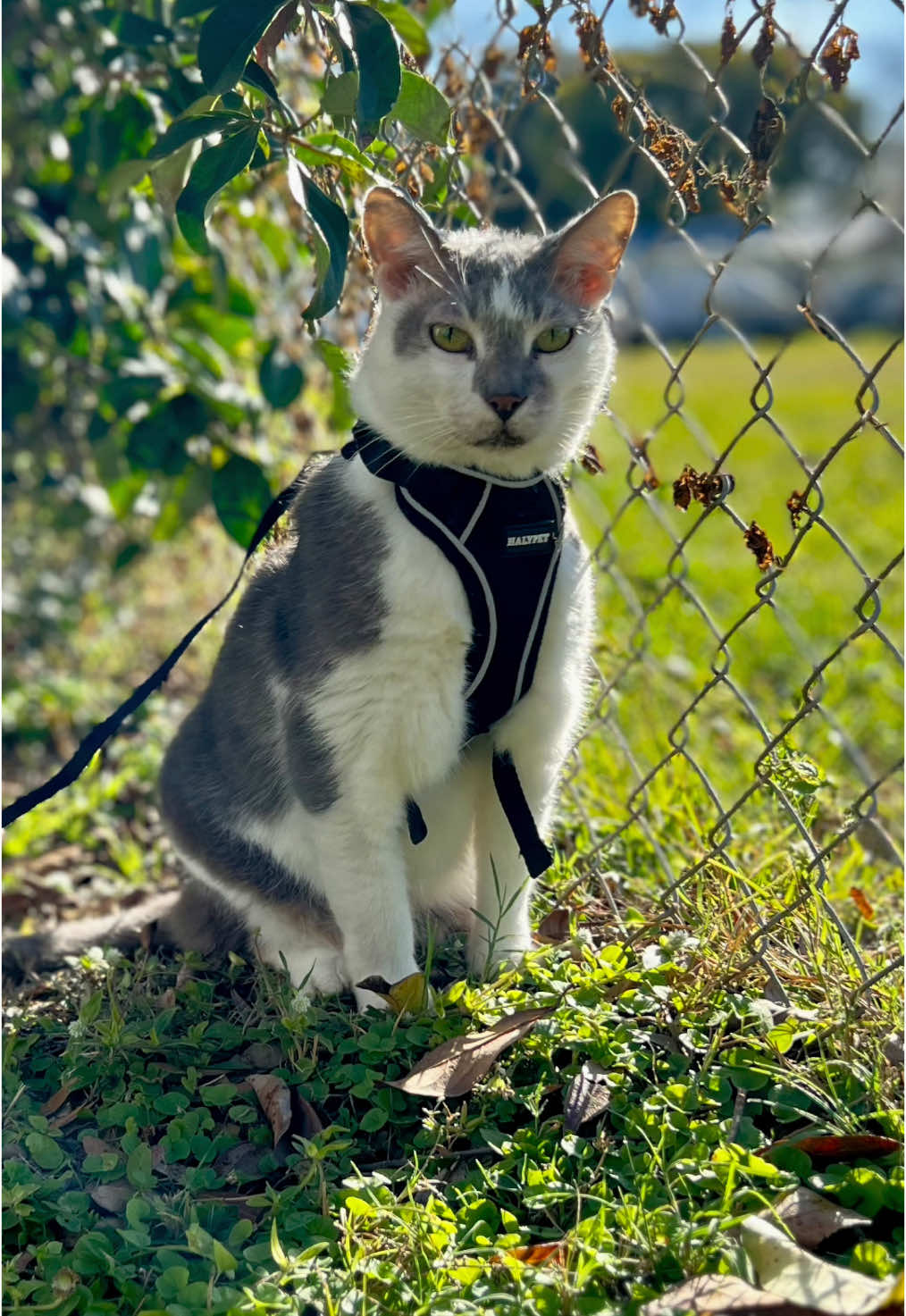 Now We Can Safely Take The Cat With Us @halycat #catharness #catmom #catadventures #dogmom #inlove 