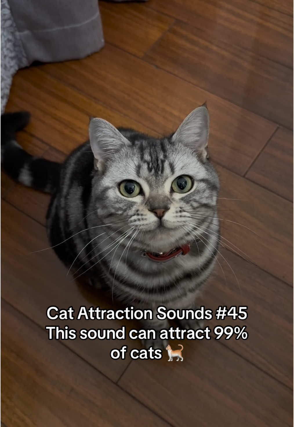 Test it with your cat and share in the comments! 😺 #catsoftiktok #catsounds #catsong #meow #catnoises #catcalling #catreaction #kitty #kitten #creatorsearchinsights 