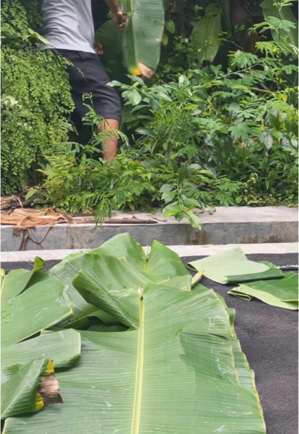 Kerja Nyari Daun Pisang di Hutan #kerja #kerjakeras #fypシ #angkringan #angkringankangprass 