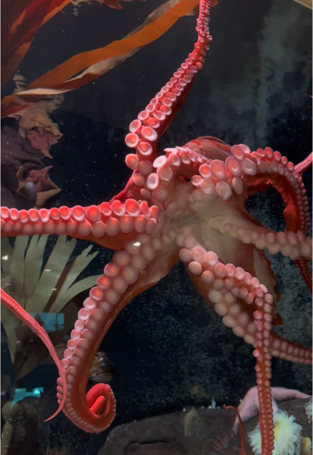 🐙 Octopuses are semelparous, which means they reproduce once and then die 😱 The Giant Pacific Octopus has eight arms, 3️⃣🧠🧠🧠brains and 3️⃣❤️❤️❤️hearts #octopus #giantpacificoctopus #remarkablybrightcreatures #georgiaaquarium 