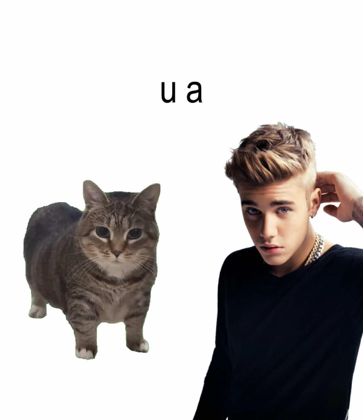 what u a i #cats #fyp #foryou 