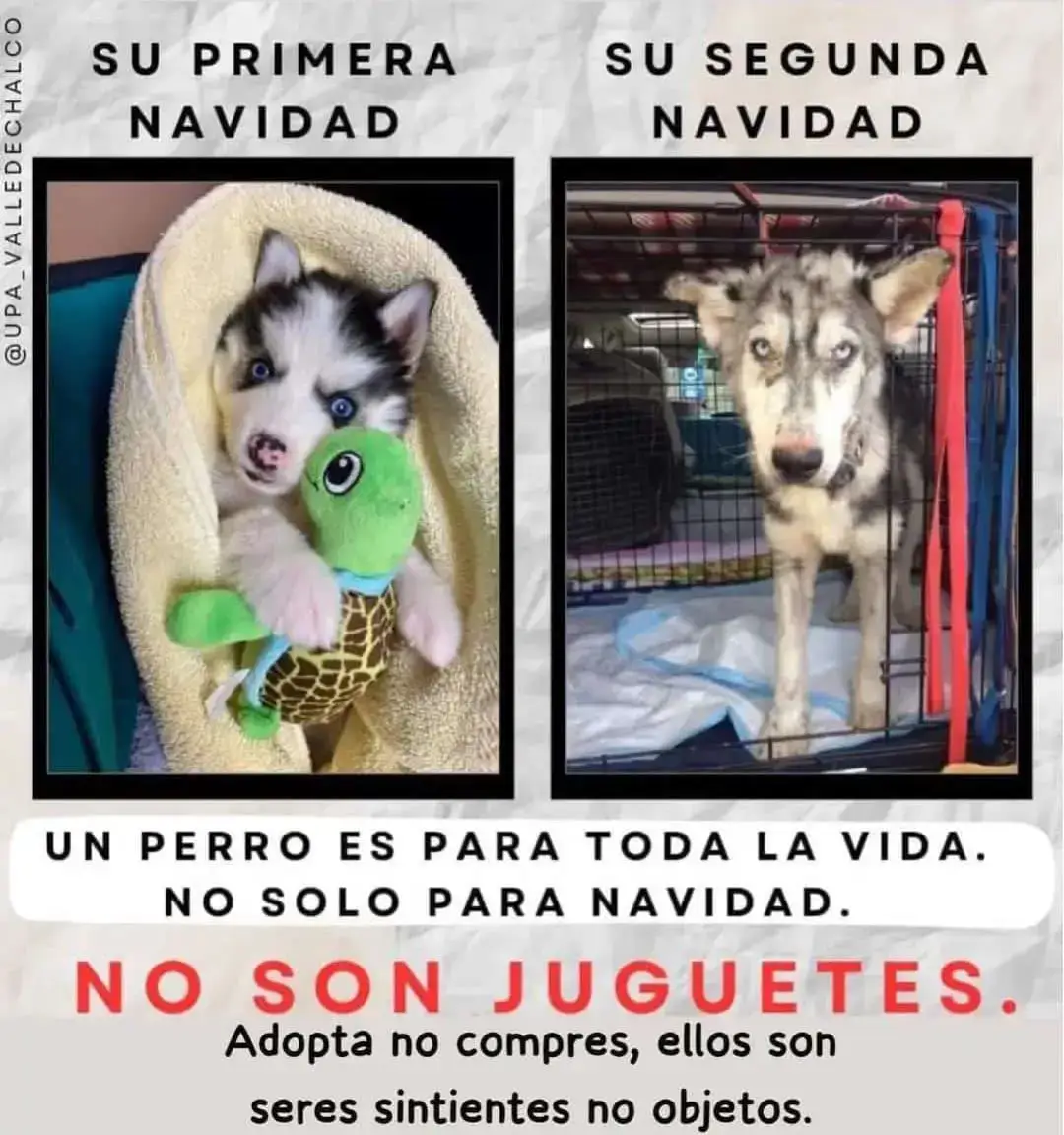 #LosAngelesdeSANDY #paratiiiiiiiiiiiiiiiiiiiiiiiiiiiiiii #fouryou #nocompresadopta🐾❤️ 