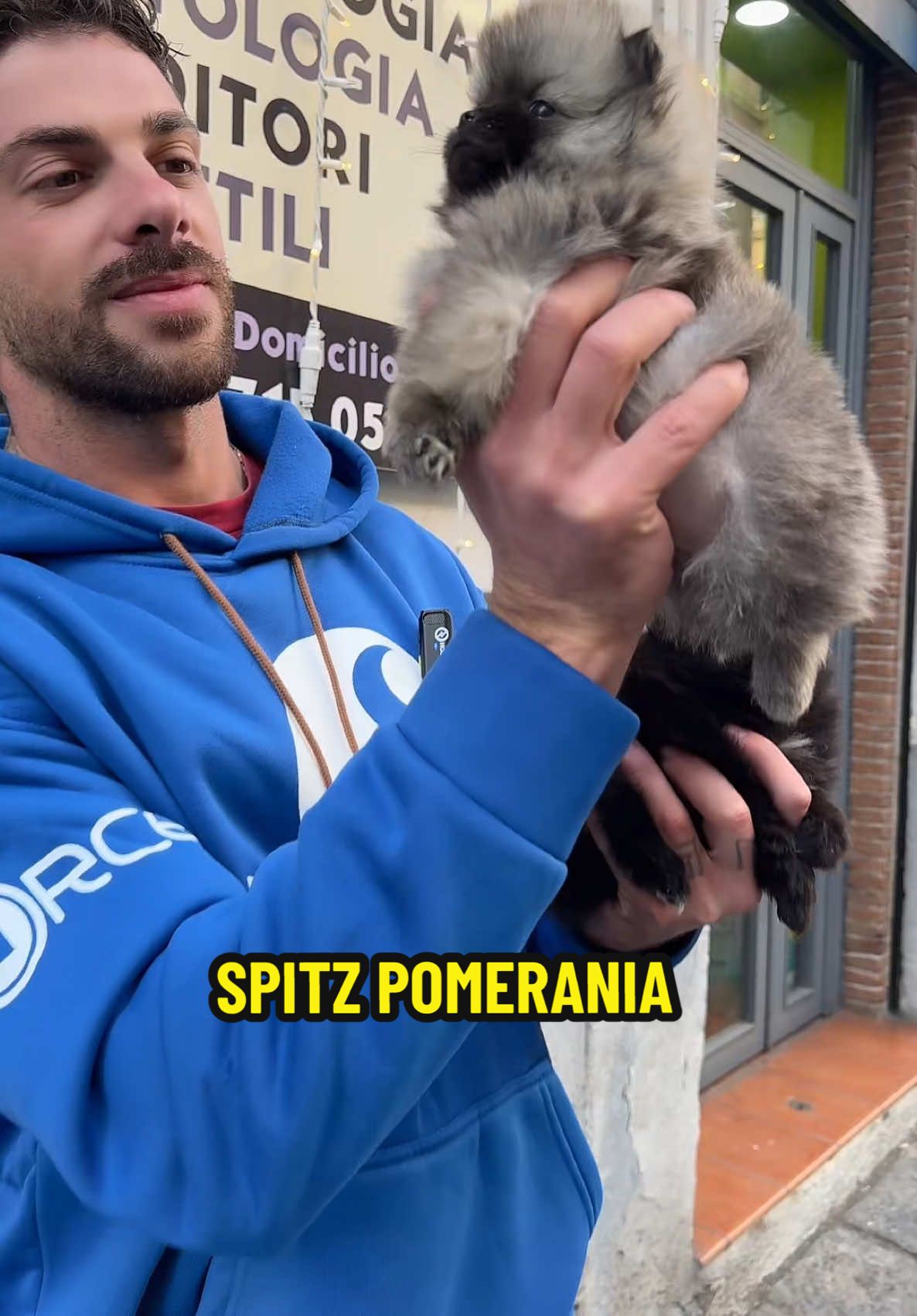 Vi aspettiamo domenica 22 dicembre dalle 10:00 alle 20:30 orario continuato,per passare una splendidi momenti assieme 🎄 #animalbreeding  #spitz #spitzpomerania #animalidivertenti #animalifelici #animaliditiktok #animalidomestici #petshop #natale #animali 