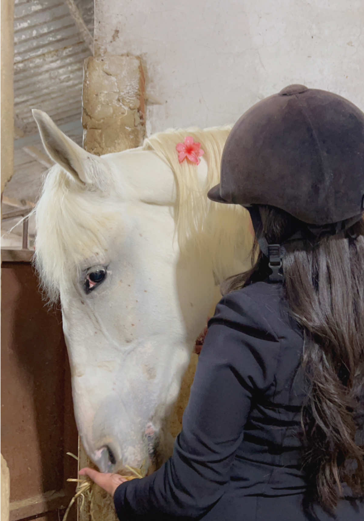 🎀🤍                                            #horse #whitehorse #horsegirlvibes #f #fyy #fyp 