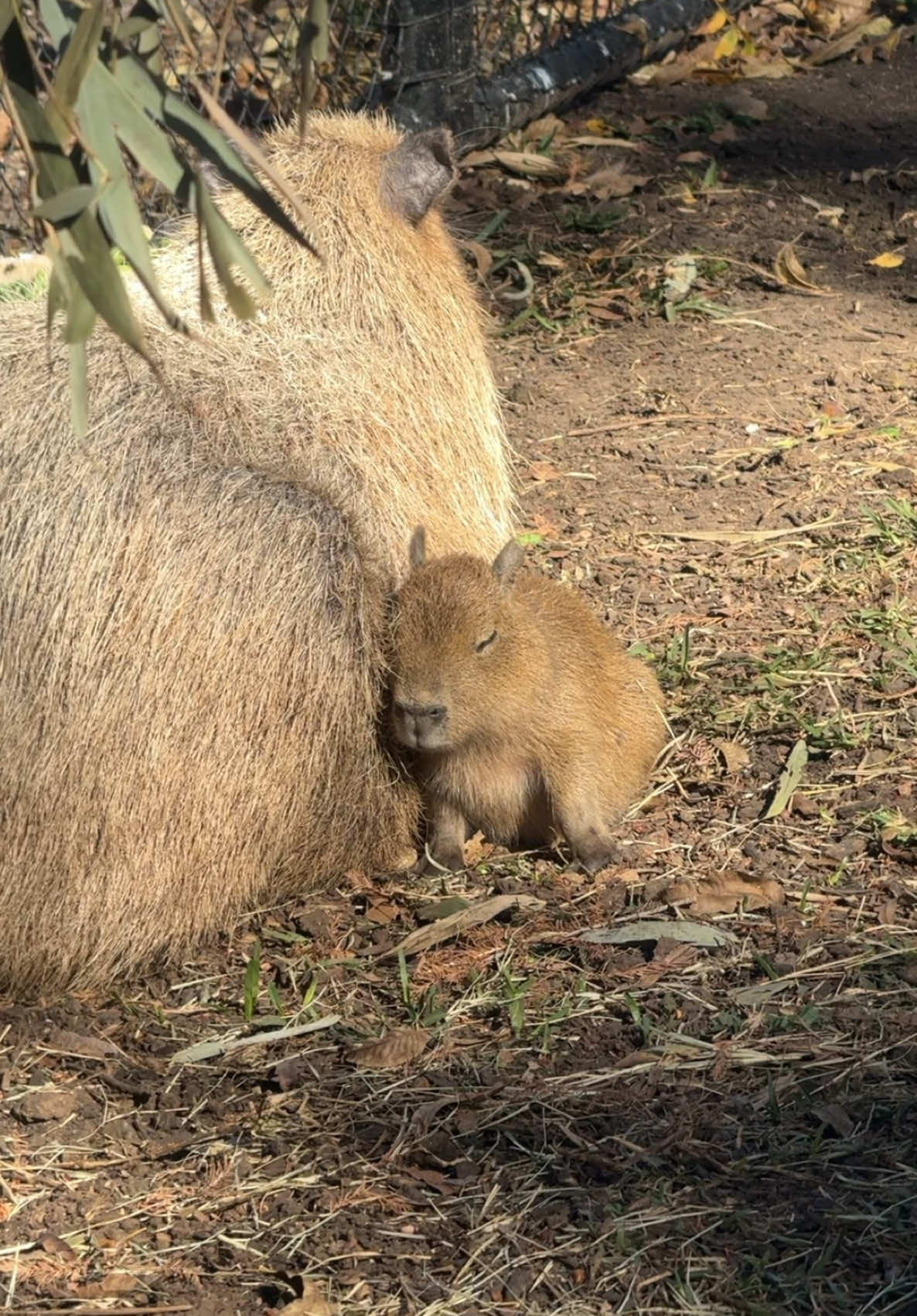 Tupi ear wiggles are even cuter in slow motion! ❤️🥰 #animals #cuteanimals #capybara #cute #animal