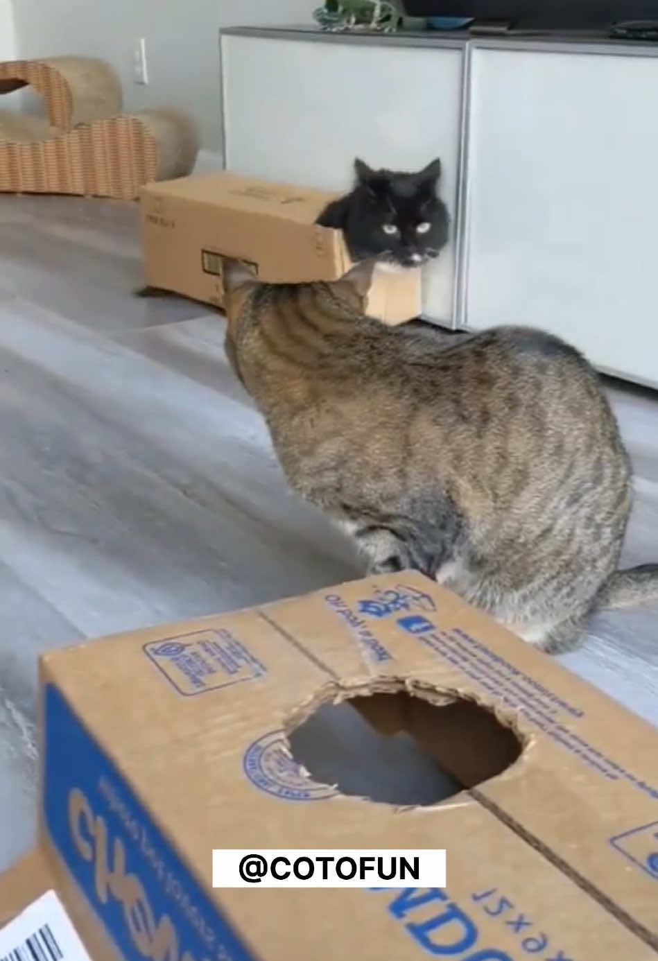 Cats love boxes 😂📦❤️ #funnycat #cattiktok #funnyvideo #funnyanimals #animalsoftiktok #gatosgraciosos #gatoschistosos 