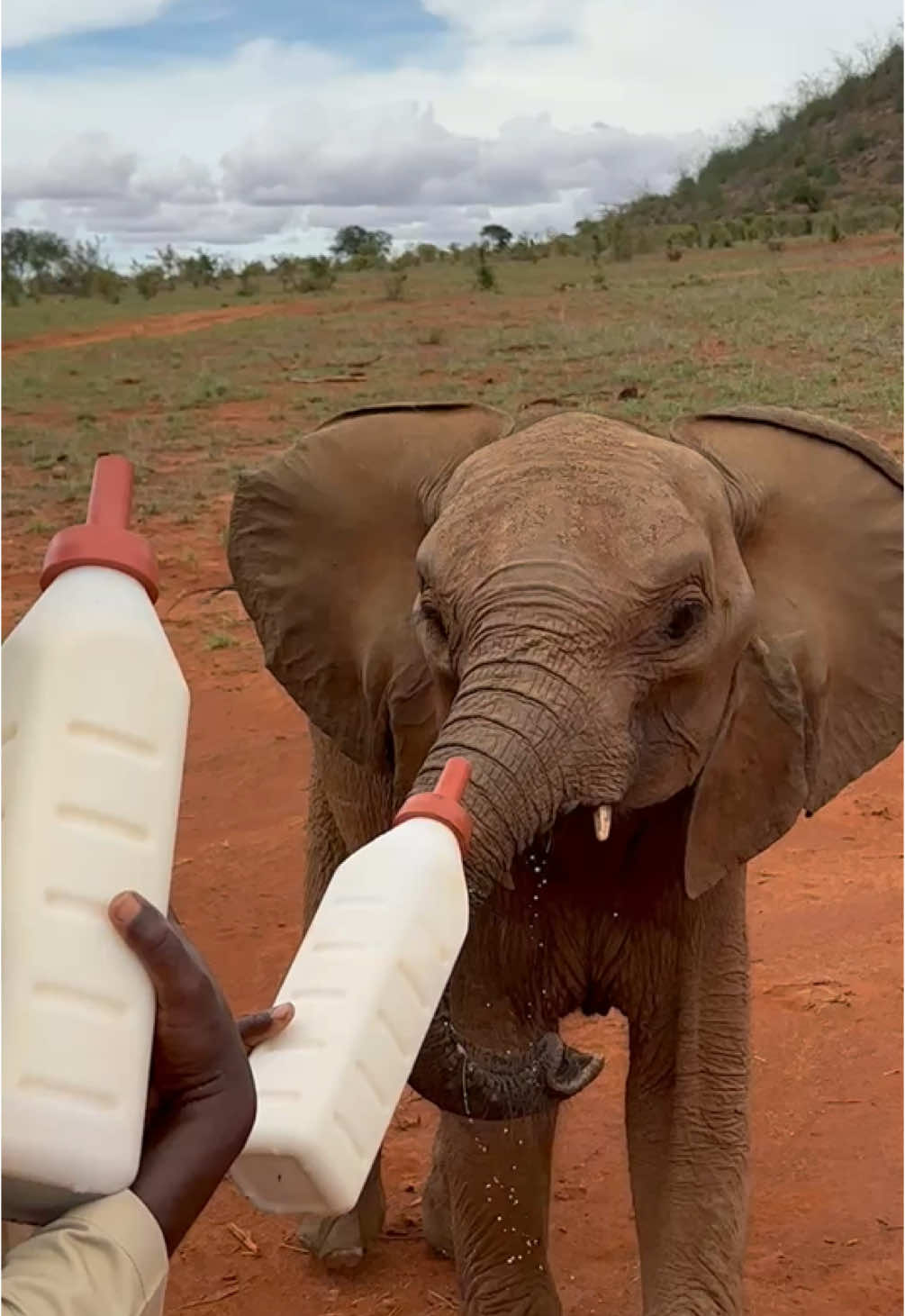 Introducing Beautiful Baraka - this little orphaned elephant survived a poacher’s snare around her head, only to fall victim to the 2022 drought. Her name means ‘blessing’ in Swahili — a fitting tribute to how fortunate she was to escape two life-threatening hurdles. Today's your opportunity to be part of the next chapter in the life of this shy, but brave young girl's story, by adopting Baraka at: sheldrickwildlifetrust.org/orphans/baraka #elephant #sheldricktrust #wildlife #kenya #animals #conservation #rescue #animalrescue #milk #tsavo #orphaned #orphan #adopt #foster #animaladoption 