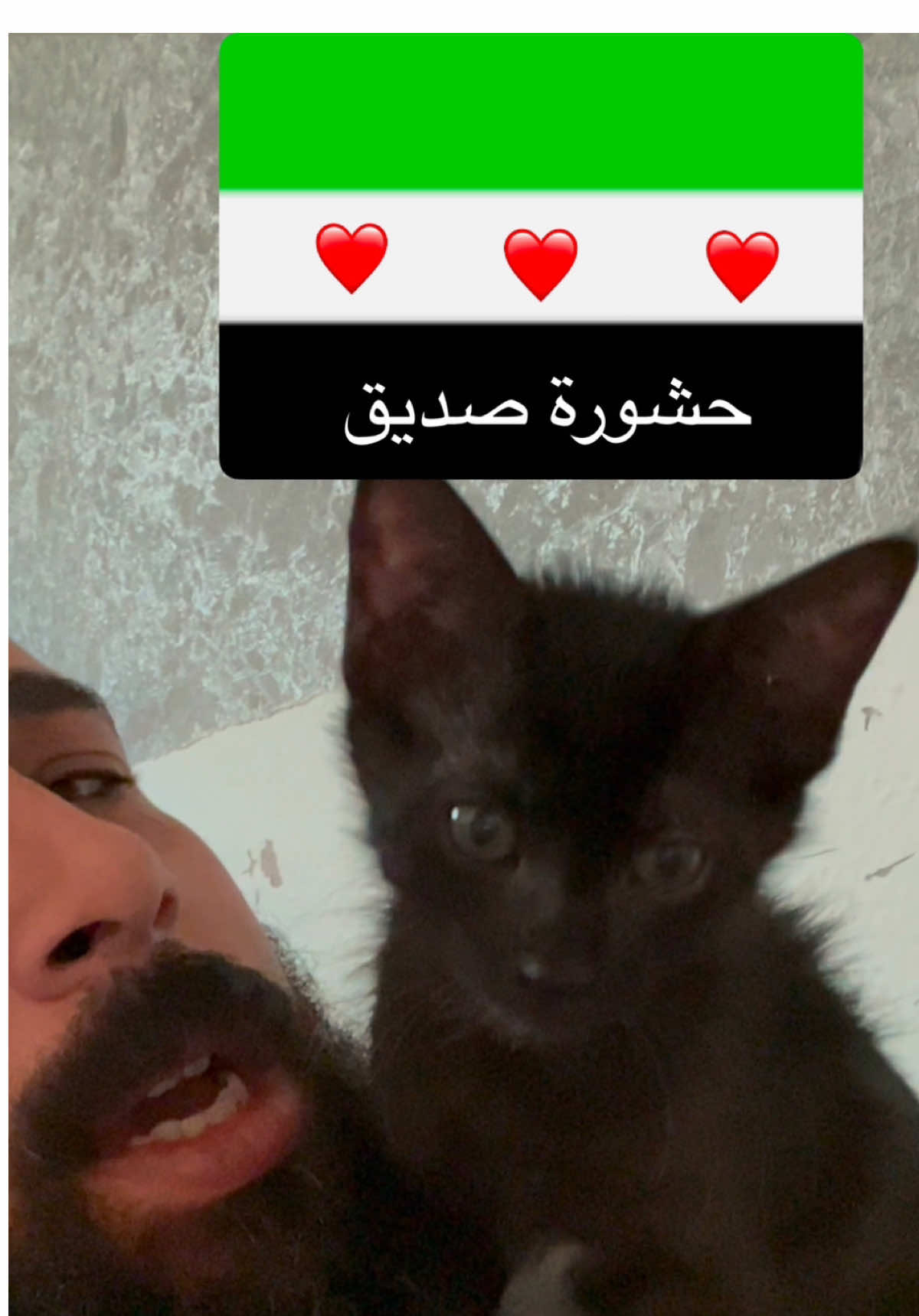 حشورة صديق ومخلص كمان💚💚 #قطط_مضحكة_لطيفة #قطط_لطيفة #قطط #الهمشري #تربية_القطط #cats #سوريا #catlovers #سوريا #سوري#الثورة_السورية   