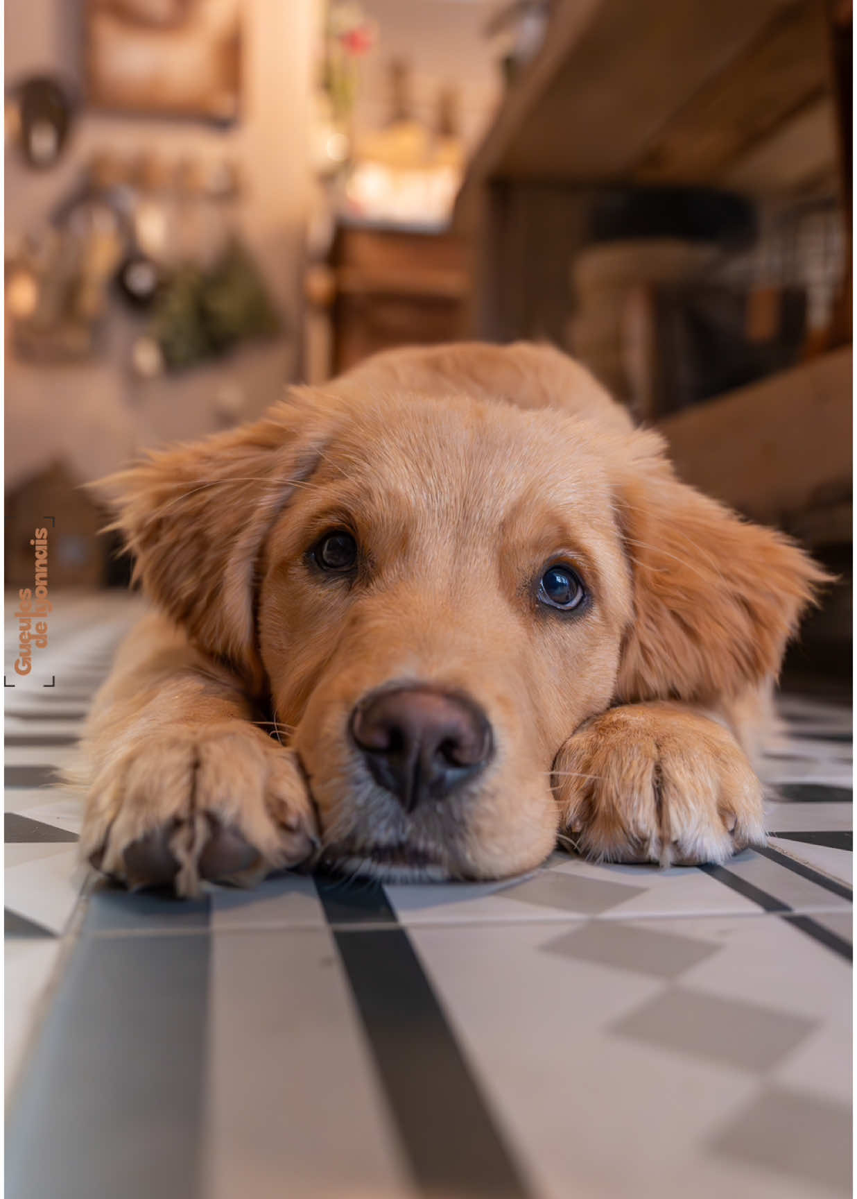 Gaspard, 4mois, Golden Retriever  Le bobo de Croix-Rousse  📍Montée de la grande côte  Une super boutique très jolie, et surtout dogfriendlfy, Gaspard et Alix vous réservent un super accueil !  De très beaux produits à l’intérieur, si vous ne connaissez pas, allez y !  Idéal pour la team cadeau de dernière minute et pas que !  Boutique soleil d’octobre au 67 montee de la grande cote a lyon  #golden #goldenretriever #retriever #puppy #dog #goldenpuppy #puppylove #goldenlove #goldenretrieversofinstagram #soleildoctobre #boutique #dogfriendly #dogportrait #photography #christmas #soins