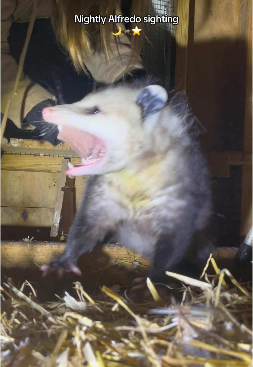 Anither night. Another alfredo. I think i have acquired multiple fredos. #chickens #chickencoop #farm #farmer #farmlife #homestead #homesteading #possum #opossum #ducks #alfredothepossum 