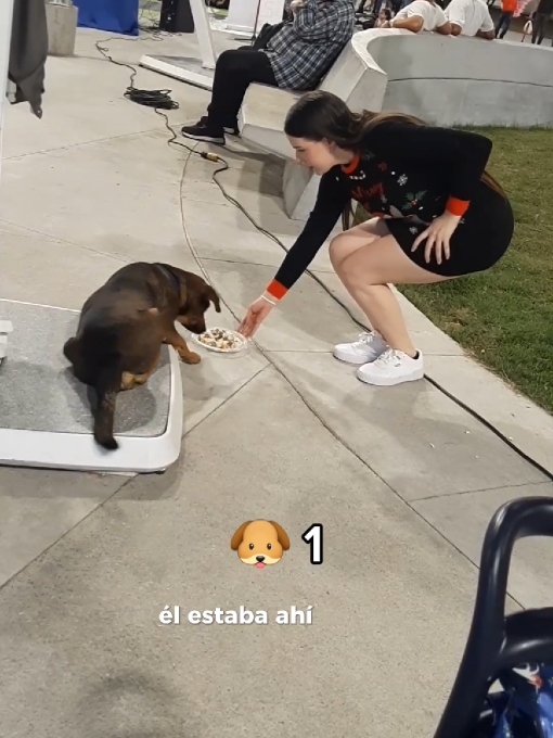 Alimentando a perros de la calle estas navidades en Venezuela 🐶🥘🎄🇻🇪 Ellos también se merecen su regalo de Navidad 🎁🎅 #navidad2024 #tiktokvenezuela #venezuelatiktok #perritos #perroscallejeros #perritoscallejeros 