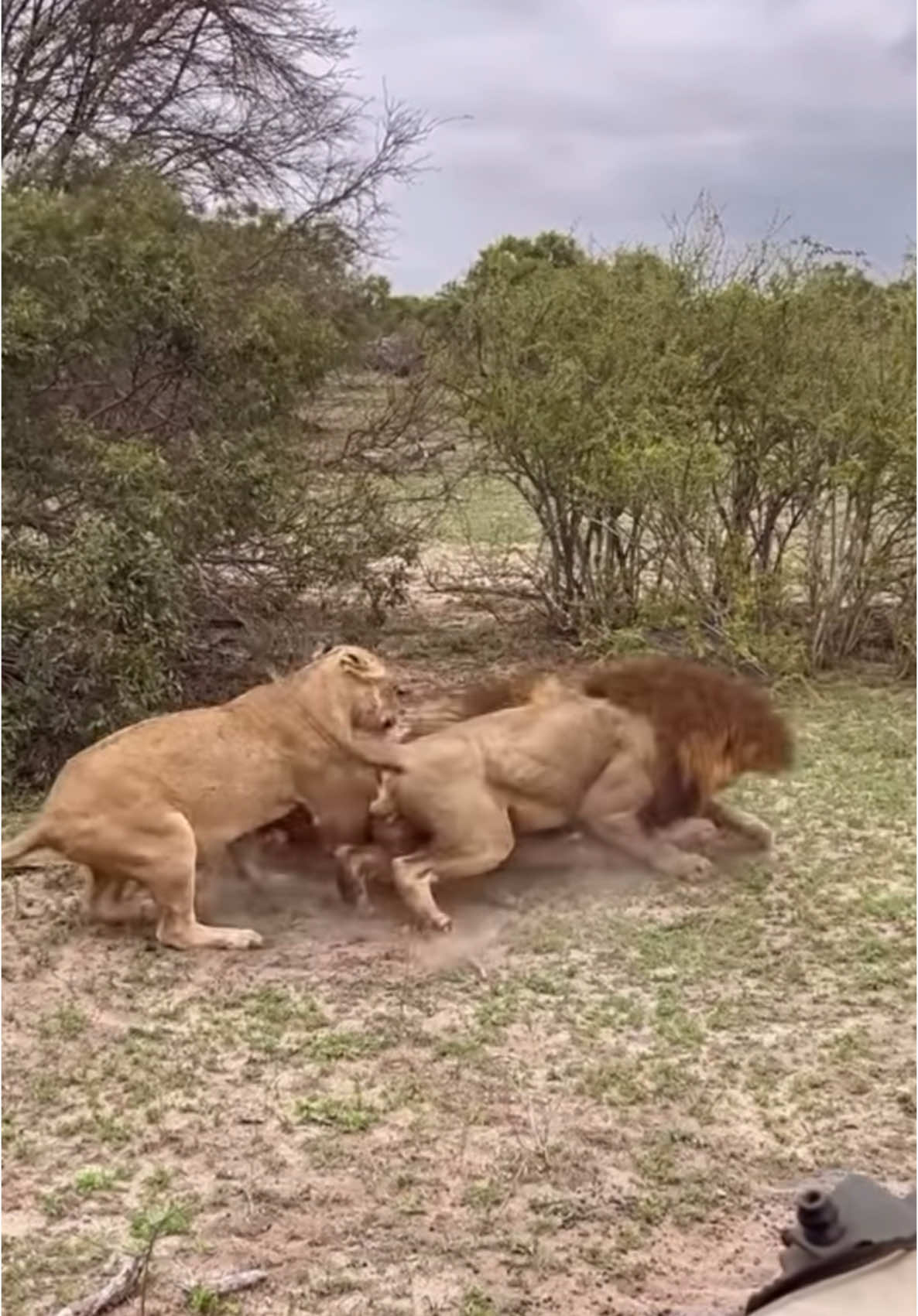 they fight to eat  #viralreels  #lions #trendingvideo  #kenyantiktok🇰🇪  #tanzania🇹🇿  #southaftica  #naturebeauty  #wildlife  #viraltiktok  Credit@Wildfreelions