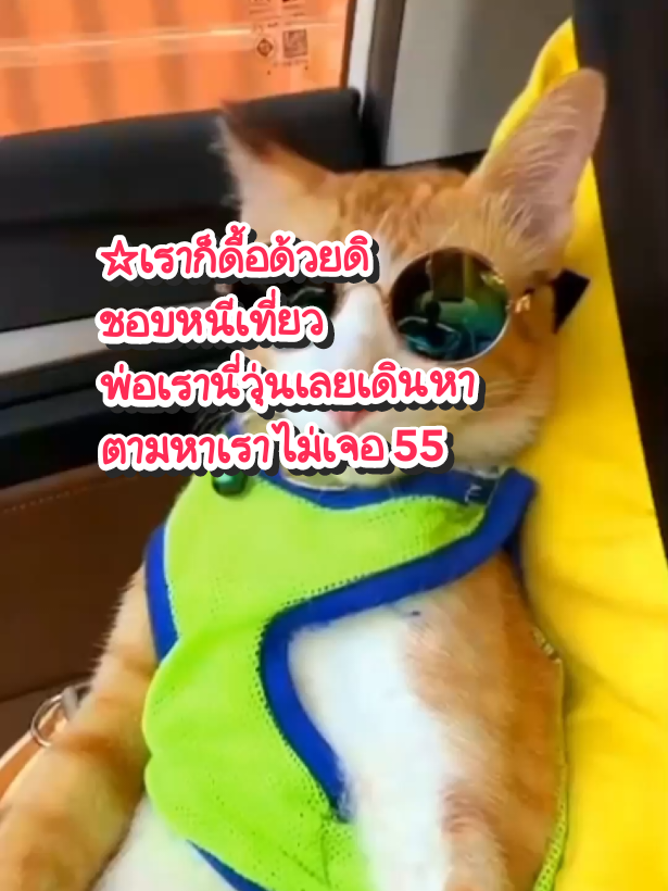 #CapCut #ถุงทอร้องงั่ง#แมว #แมวน่ารัก #แมวส้ม#ทาสแมว #แมวพูดได้ #ลิปซิงค์ #เทรนด์วันนี้ #viraltiktok #viralvideo #viral_video_tiktok #เปิดค่าการมองเห็น #catsoftiktok #สัตว์โลกน่ารัก #สัตว์เลี้ยงtiktok 