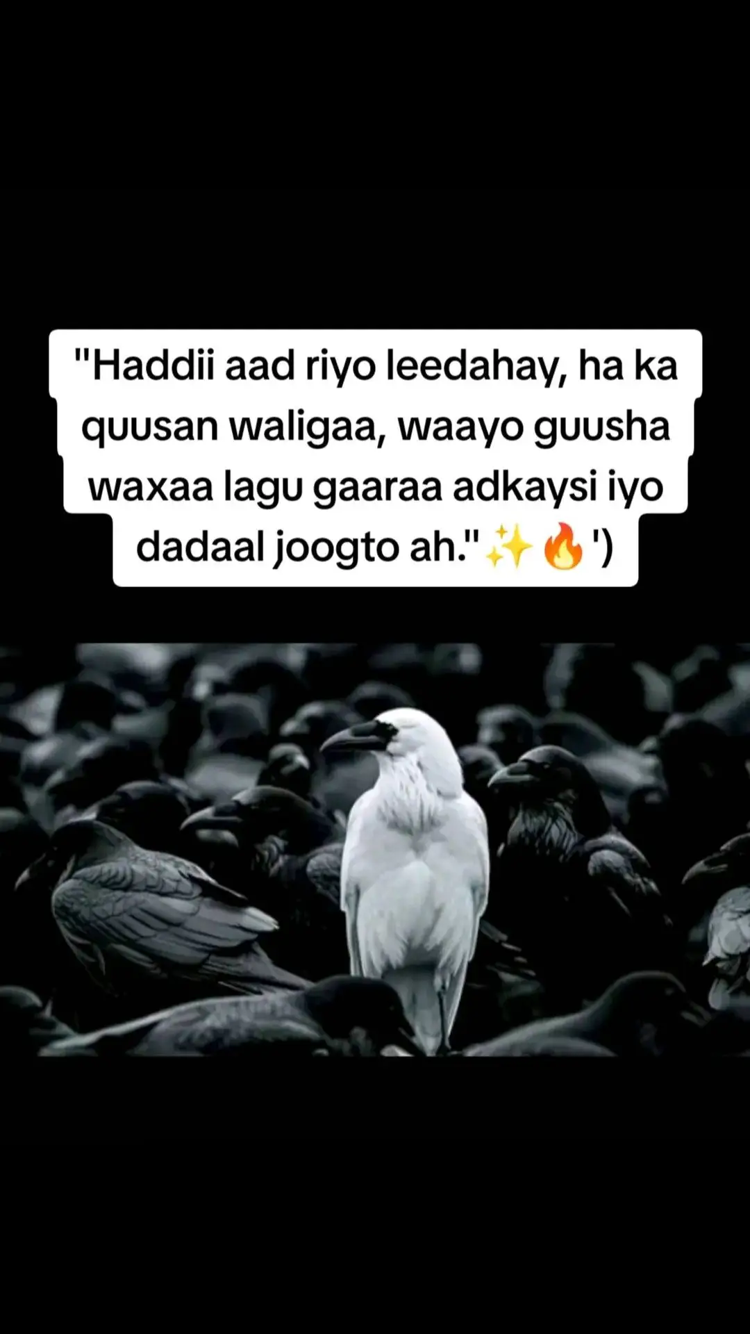 Haddii aad riyo leedahay, ha ka quusan waligaa, waayo guusha waxaa lagu gaaraa adkaysi iyo dadaal joogto ah.