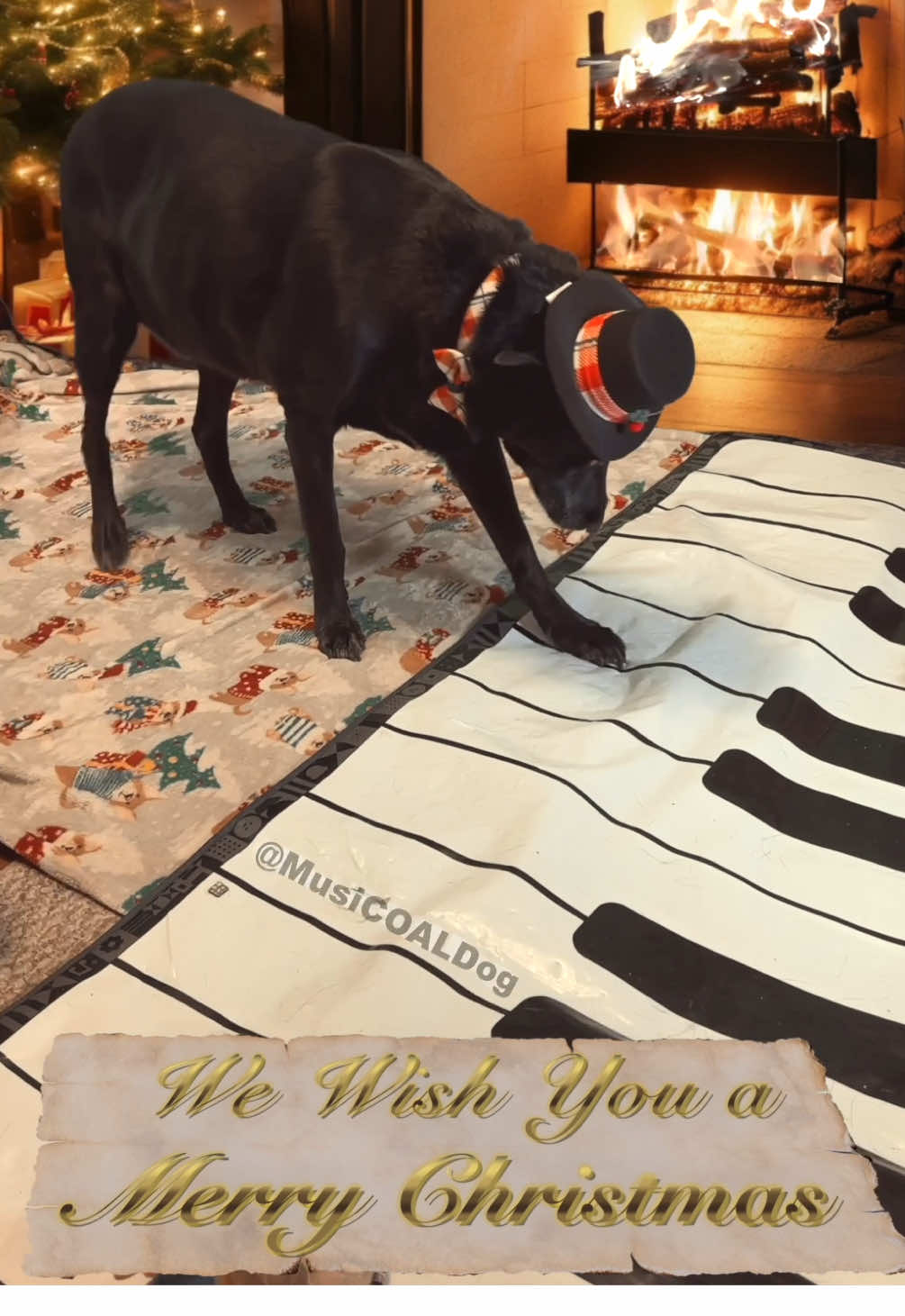 Dog Plays Christmas Song on Piano 🎄🎹 🎶 #WeWishYouAMerryChristmas #DogMusician #Christmas #ChristmasCarol #ChristmasDog #ChristmasSong #TalentedDog #ChristmasSpirit  