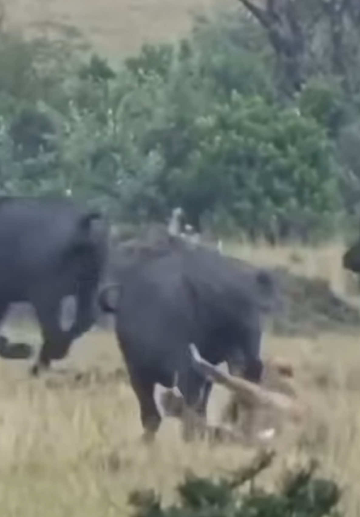 Lion attack buffalo  #viralreels  #lions  #trendingvideo  #kenyantiktok🇰🇪  #tanzania🇹🇿  #southaftica  #naturebeauty  #viraltiktok  #animalsoftiktok  @Masai Tanzania 🇹🇿 