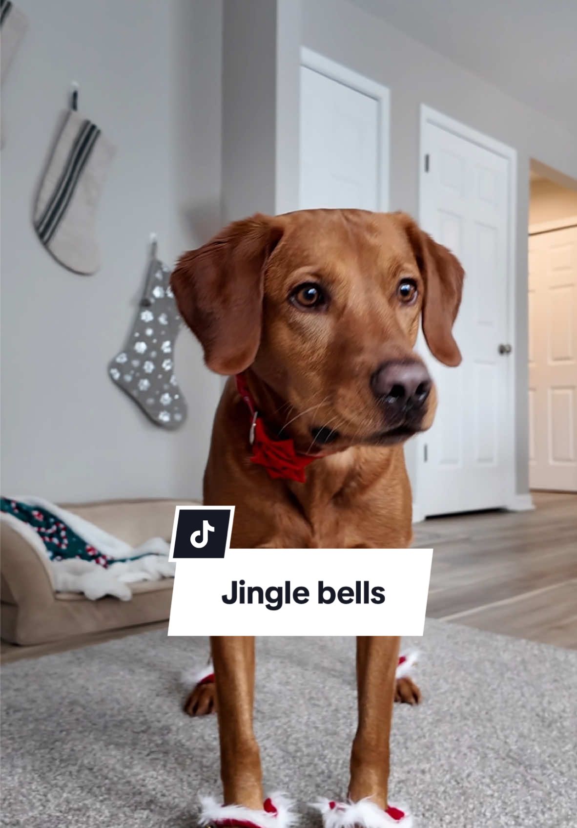 New version of Jingle Bells just dropped with Ricky on the bells