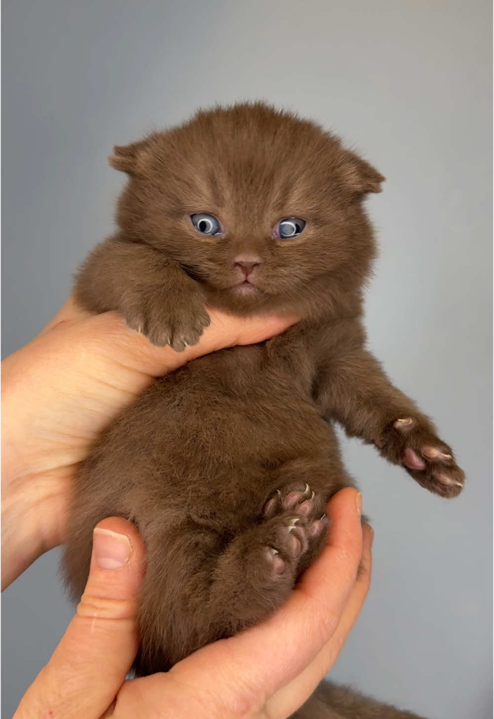 We love chocolate! #brittisktkorthår #britishshorthair #kittens #kattungar #kattuppfödare #kattuppfödare #chocolate #