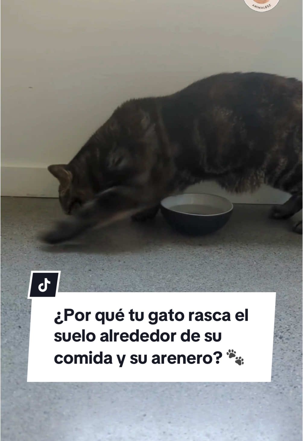 Ese curioso hábito de rascar el suelo tiene una explicación sorprendente: ¡tu gato está marcando su territorio! 🐱✨ Ya sea alrededor de su comida para decir 