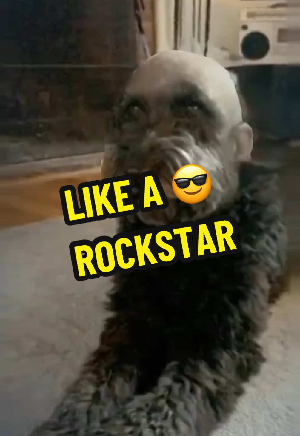 Like a rockstar #dogsoftiktok #bald #dog #irl #emotionalvideogram 