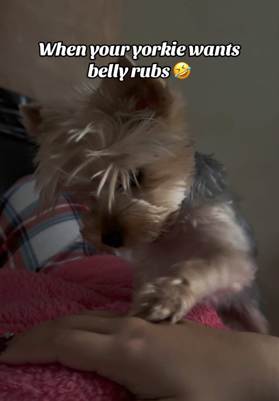 She got the belly rubs after 🫠 #creatorsearchinsights #teacupdogs #teacupyorkie #yorkiesoftiktok #yorkie #chicago #lazymom #bellyrubs 