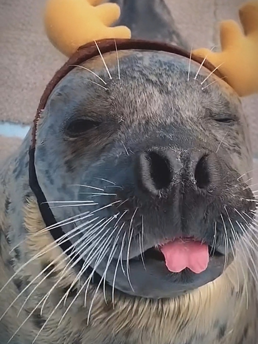 so cute animals 🥰 #animal #cute #fun #funny #comedia #fyp #foruyou #viralfyp #viralvideos #funnyvideos