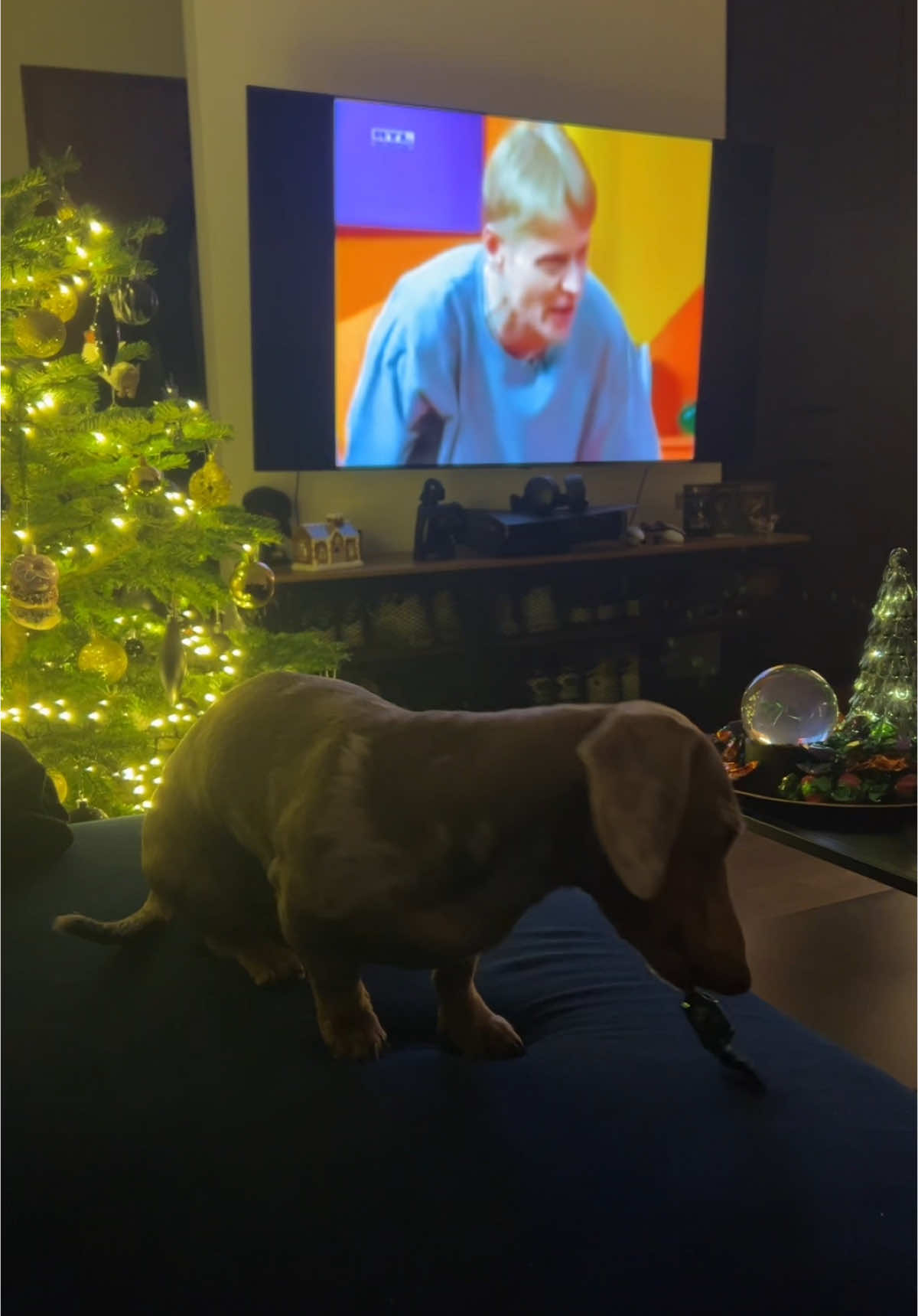 hangolódás ✨🎄 #karácsony #mónikashow #fyp #dachshund #nekedbelegyen 