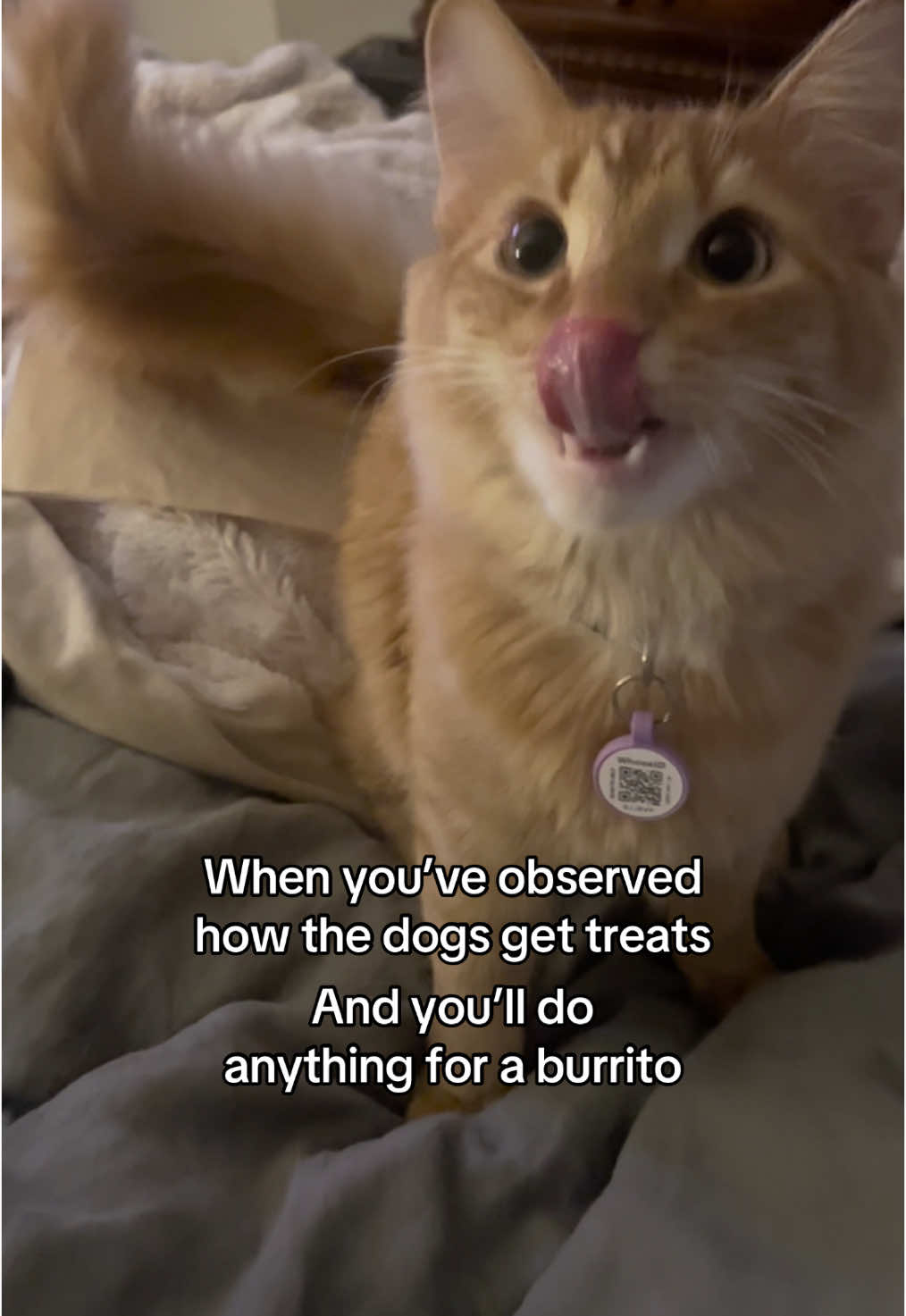 William is very evolved 😅 #orangecatbehavior #orangecat #orangecatsoftiktok #catdistributionsystem 